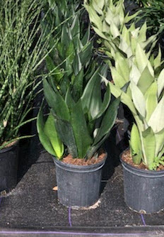 Sansevieria Superba Black Dragon